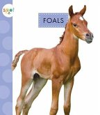 Foals