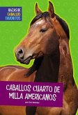 Caballos Cuarto de Milla Americanos