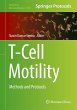 T-Cell Motility - Bild 1
