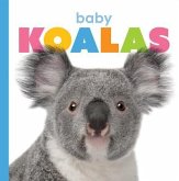 Baby Koalas