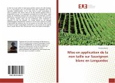 Mise en application de la non taille sur Sauvignon blanc en Languedoc