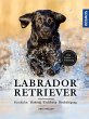Labrador Retriever - Bild 1