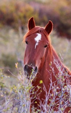 Kids Equine Journal - Wunderlich, Jordan