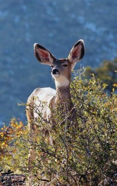 Kids Deer Journal - Wunderlich, Jordan