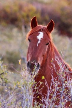 Kids Equine Journal - Wunderlich, Jordan