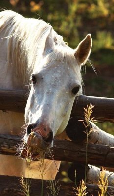 Kids Petite Equine Leftie Journal - Wunderlich, Jordan