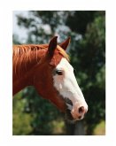 Equine Journal