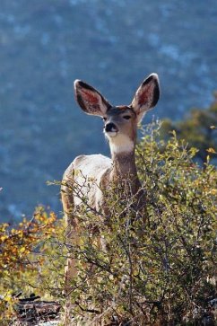 Kids Deer Journal - Wunderlich, Jordan