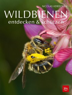 Wildbienen entdecken & schützen - Vereecken, Nicolas