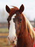 Kids Large Horse Journal