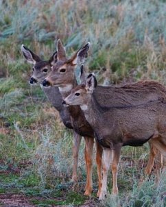 Adult Mule Deer Leftie Journal - Wunderlich, Jordan