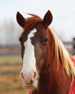 Kids Large Horse Journal - Wunderlich, Jordan