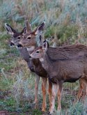 Adult Mule Deer Journal