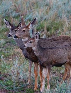 Adult Mule Deer Journal - Wunderlich, Jordan