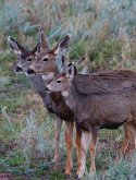 Adult Mule Deer Leftie Journal