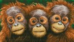 DIAMOND DOTZ 2524941 - Diamond Painting Orang Utans