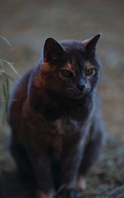 Kid's Petite Barn Cat Journal - Wunderlich, Jordan