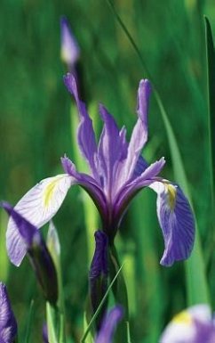 Wild Blue Iris Journal - Wunderlich, Jordan