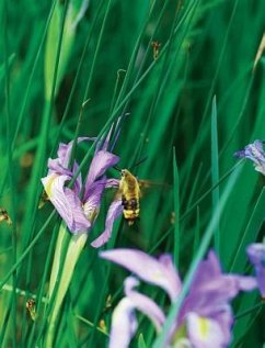 Large Wild Blue Iris Journal - Wunderlich, Jordan