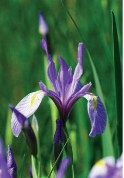Wild Blue Iris Journal - Wunderlich, Jordan