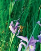 Large Wild Blue Iris Journal