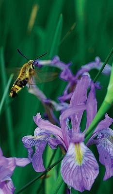 Petite Wild Blue Iris Journal - Wunderlich, Jordan