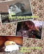 Jack: Mein Leben als Kater (eBook, ePUB) - Bild 1