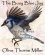 The Busy Blue Jay (eBook, ePUB) - Bild 1