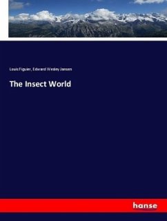 The Insect World