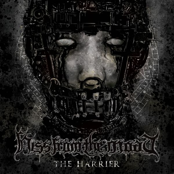 The Harrier The Harrier