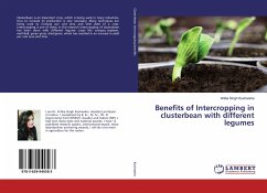 Benefits of Intercropping in clusterbean with different legumes