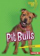 Pit Bulls - Bild 1