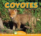 Coyotes