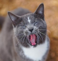 Colorado Barn Cats - Skunk and Chauncey - Wunderlich, Jordan