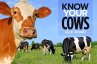 Know Your Cows - Bild 1