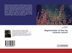 Regeneration of liver by ocimum canum