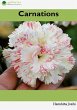 Carnations (eBook, ePUB) - Bild 1