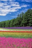 Flower Field: A Field of Beautiful Flowers.