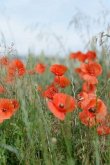 Poppies in a Field: Poppies Are Found Around the Globe from Icy Cold Tundra to Broiling Hot Deserts, Mostly in the Northern Hemisphere.