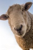 Sheep: Domestic Sheep Are Quadrupedal, Ruminant Mammals Typically Kept as Livestock. Like Most Ruminants, Sheep Are Members o
