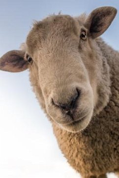 Sheep: Domestic Sheep Are Quadrupedal, Ruminant Mammals Typically Kept as Livestock. Like Most Ruminants, Sheep Are Members o - Journals, Planners And