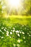 Spring: Spring Is One of the Four Conventional Temperate Seasons, Following Winter and Preceding Summer. There Are Various Tec