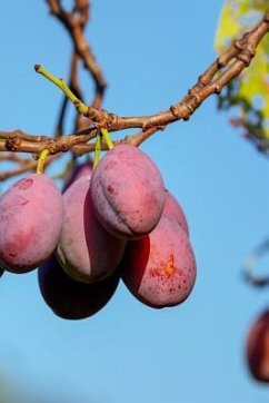 Plums: A Plum Is a Fruit. Plums Bloom Flowers in Groups of One to Five Together on Short Stems, the Fruit Have a Groove Runni - Journals, Planners And