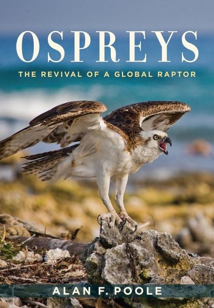 Ospreys (eBook, ePUB)
