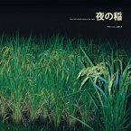 Rice Field Silently Riping In The Night Rice Field Silently Riping In The Night