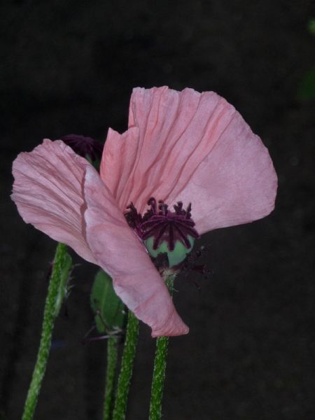 Steter Wind (eBook, ePUB)