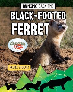 Bringing Back the Black-Footed Ferret - Stuckey, Rachel