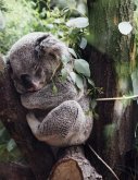 Resting: The Koala Is an Arboreal Herbivorous Marsupial Native to Australia. It Is the Only Extant Representative of the Family