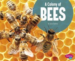 A Colony of Bees - Raatma, Lucia