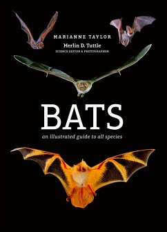 Bats - Taylor, Marianne